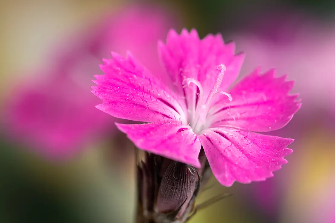 Gewöhnliche Kartäusernelke (Dianthus carthusianorum)